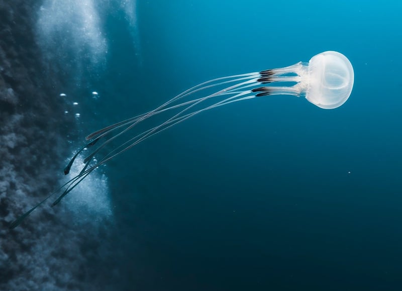 Deep Sea Creature